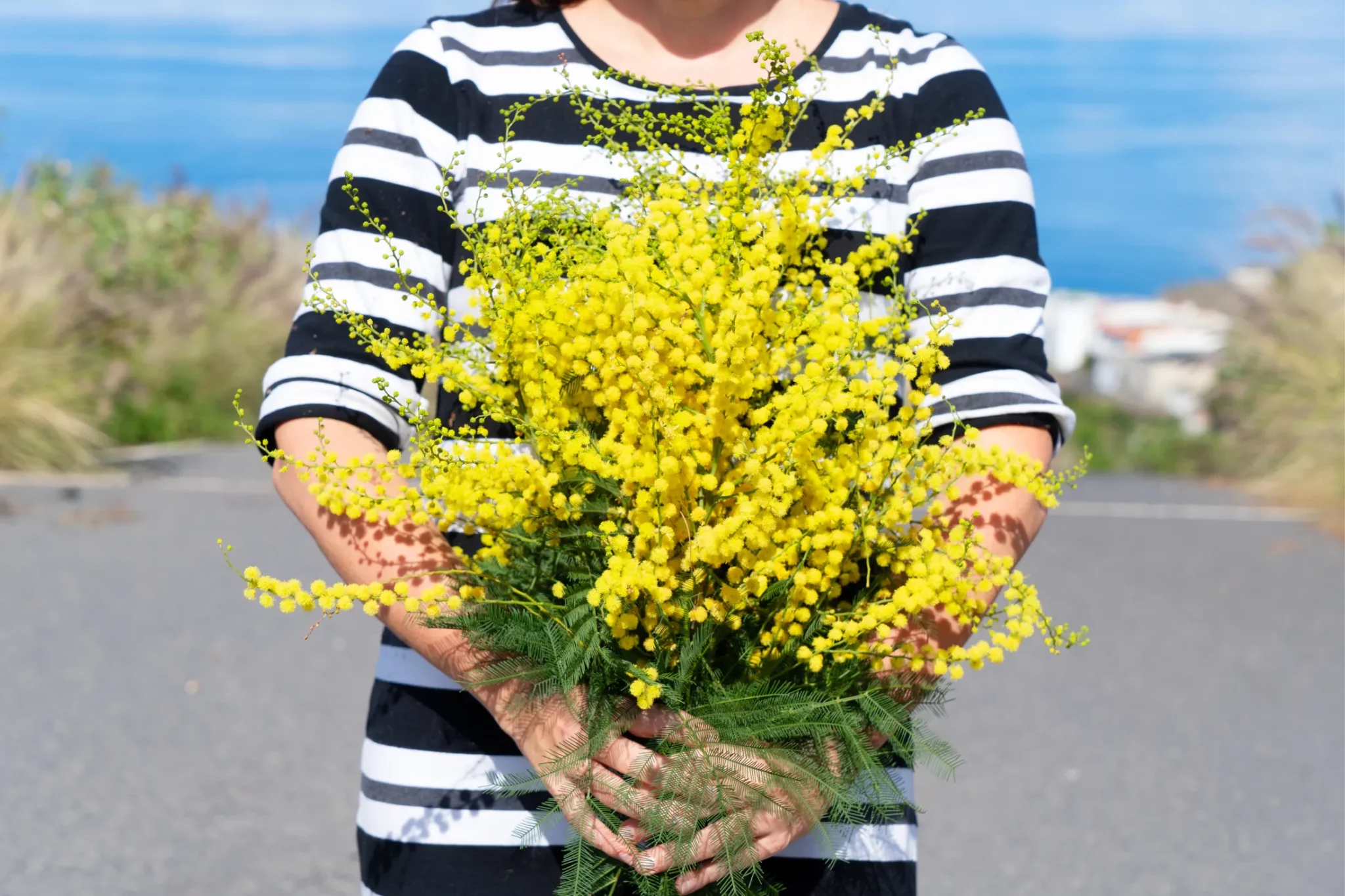 Mimosa holiday celebration flowers